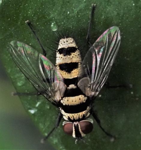 Trigonospila sp.